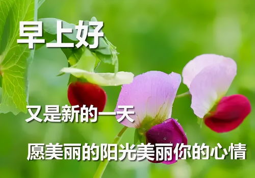  早上好问候语早上好动图表情专辑早上好表情包