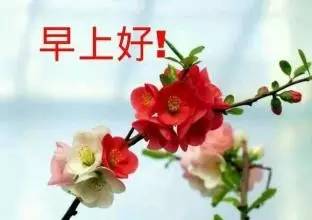  早上好,史上最全的早上好表情图片送给你请查收