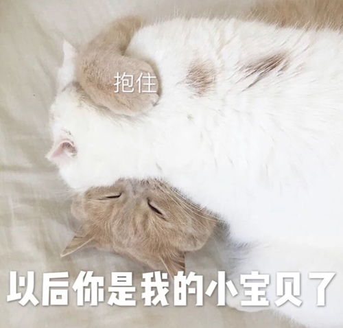 破防猫猫头表情包情头
