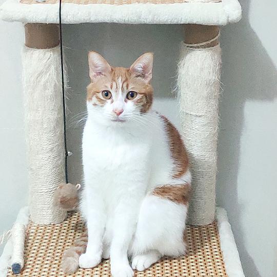  比屋定真烦的相册怂怂猫如其名