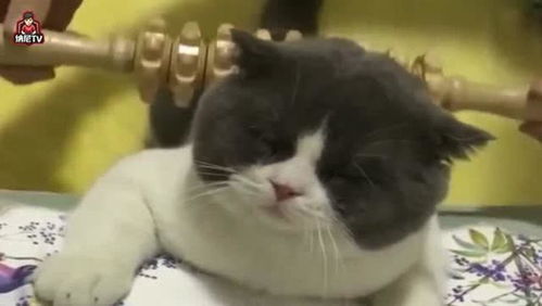  主人给小猫咪按摩,表情是真的享受,铲屎的服务很到位