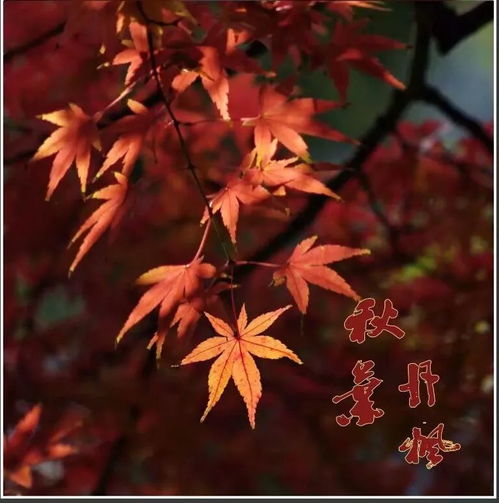  寒露晚秋,相约枫叶飘飞时