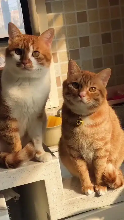  关于中华田园猫,除了狸花猫,你还知道几个