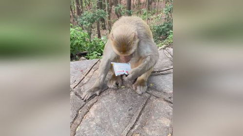  男子将榴莲果肉抹在零食包装上洁癖猴连搓带闻表情一言难尽