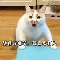  讲理我嘴笨我喜欢打人表情包今天元气不满满猫咪表情包下载乐游网游戏下载