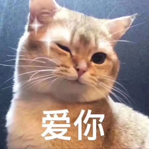  好笑吗一天到晚哈哈哈哈哈丨第207期猫咪表情包