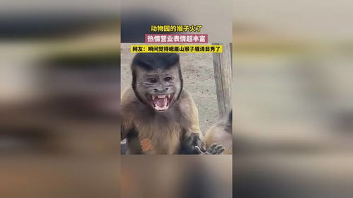  动物园的猴子火了,热情营业表情超丰富,网友瞬间觉得峨眉山猴子眉清目秀了