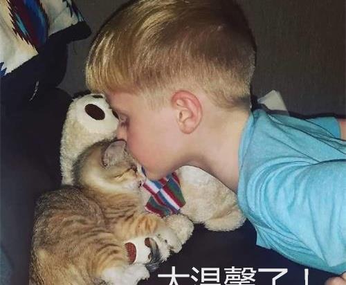  女子收养被困小猫,却没想到它长大后居然如此漂亮,让人眼前一亮
