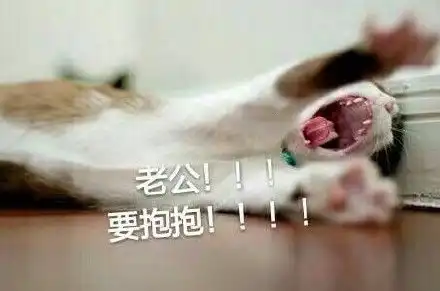  猫喊老公表情包大全