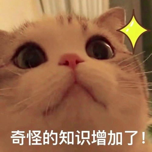 可爱小猫咪表情包奇怪的知识点又增加了