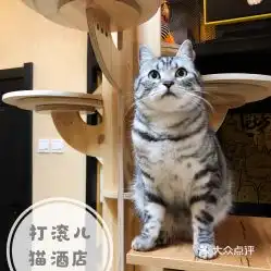  电话,地址,价格,营业时间图长春宠物