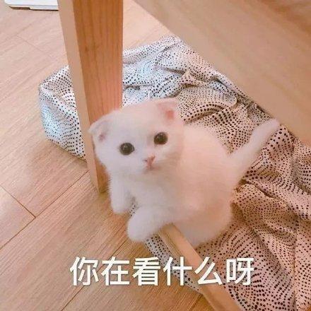  猫咪撩人表情包16张超级超级喜欢你心跳加速