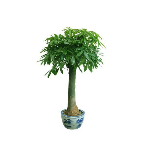  发财树花语