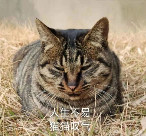  什么你还没有这套南审猫猫表情包