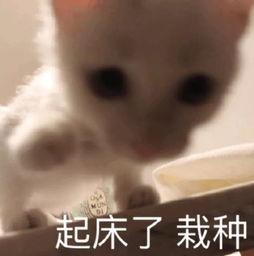  表情包不用担心,我每天睡眠很充足