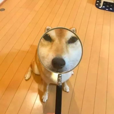  可爱动物萌情头