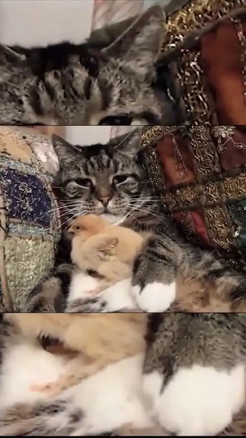 想吃小孩猫咪表情包小鸡