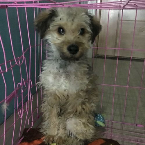  狗狗走丢后差一点被电车撞,女孩给它剃毛后,流浪狗秒变宠物狗