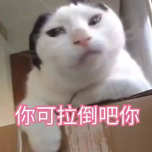  你看你,笑得像个二百斤的傻子