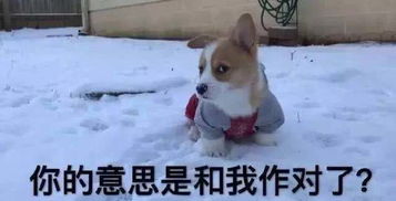  开心笑话我终于明白光头强为什么要砍树了,因为李老板家没有纸