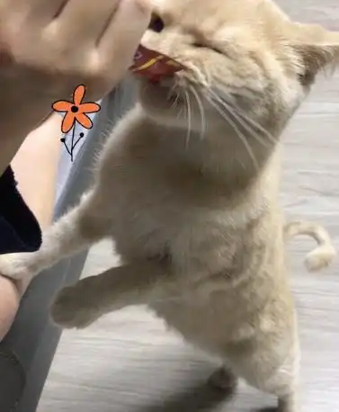  懂事的人招人疼,懂事的猫也一样
