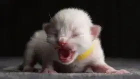  小奶猫撒泼打滚来撒娇