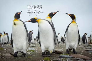  没到最震撼的南极南乔治亚岛就等于没到南极南极摄影首选南乔治亚岛60万王企鹅群奇观