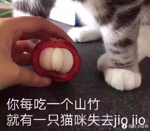 委屈猫表情包大全考研