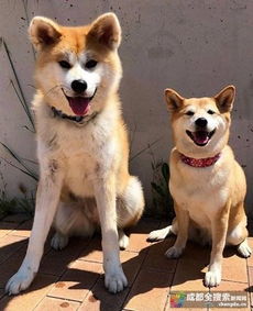  成都将秋田犬列入禁养犬,你能分清秋田犬和柴犬吗