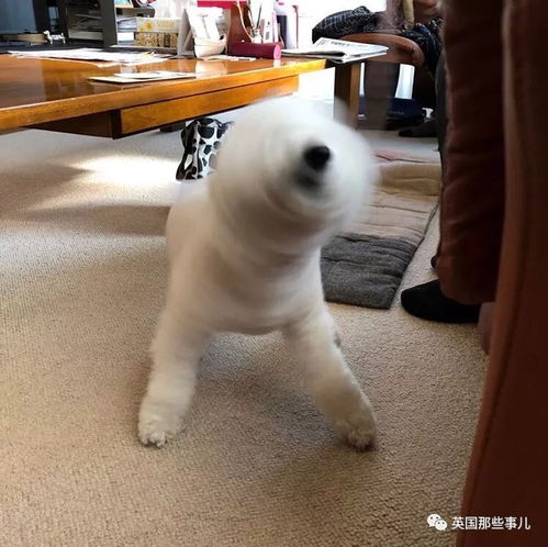  平时乖萌的汪星人一旦丑起来,各个都是高能崩坏表情包啊...
