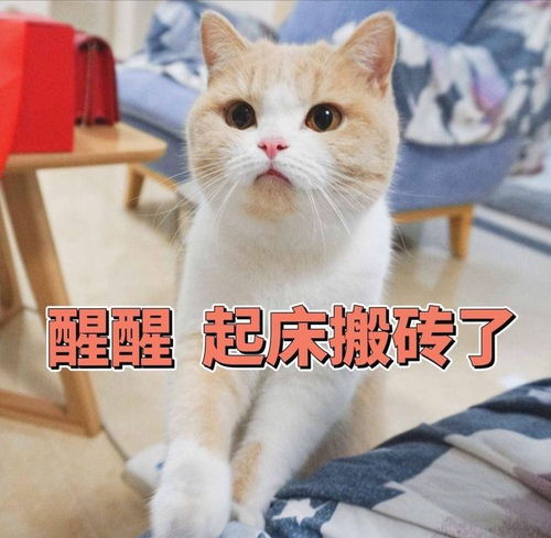  猫咪临终前,最放心不下的事,看完让人落泪