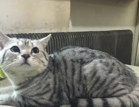  猫爸第一次看到自己的孩子,抱住小猫咪不撒手,猫爸这是我孩子