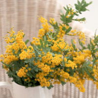  微信头像花朵,室内花卉植物图片大全