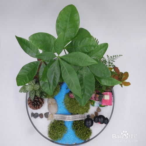  家居风水发财树植物盆栽招财法