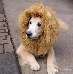  一只威风凛凛的金毛狮王
