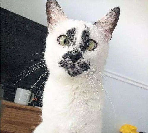  猫咪你们这些人类,嘴上说我可爱,背地里笑我丑