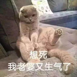  哄老婆专用表情包我老婆就是可爱,老婆我想你了,我真的知道错了