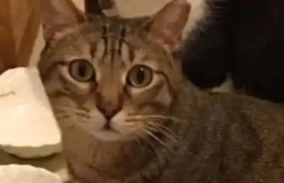  我家猫究竟在想什么今天我终于悟了