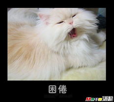  猫猫狗狗的喜怒哀乐