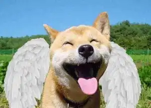 养鸡表情包高清doge