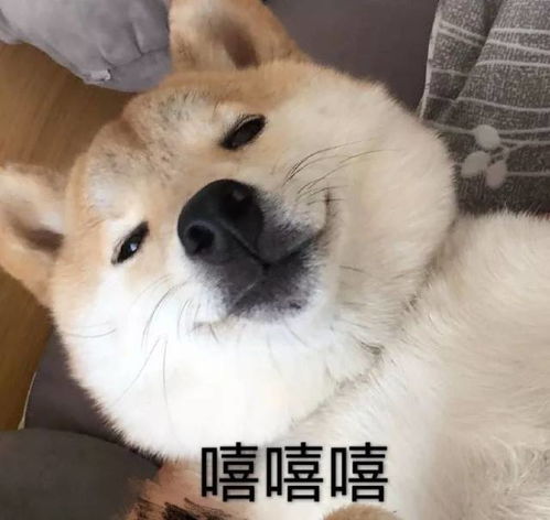  表情包一只叫做芋圆的魔性柴犬