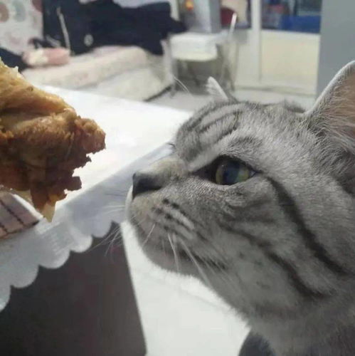  粉丝投稿猫咪张小宝表情包