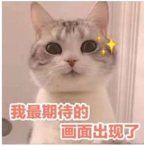 羞涩表情包大全爸妈