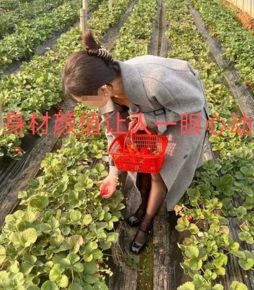  河南小伙带相亲对象摘草莓,一眼相中旁边女子,网友想得真美