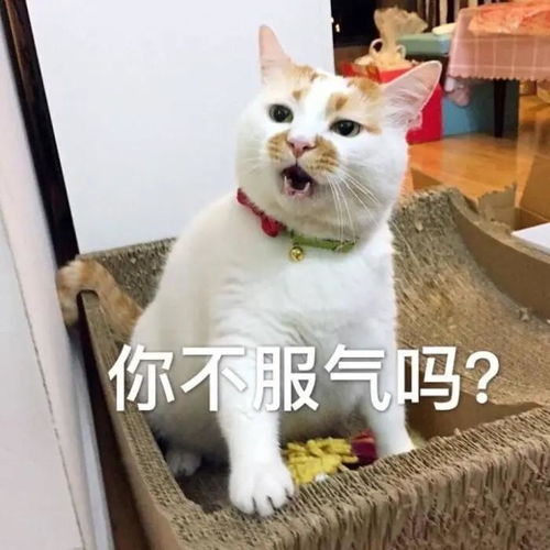  布偶猫砸碎镇店之宝上热搜,全网惊呆原来它不是弱智