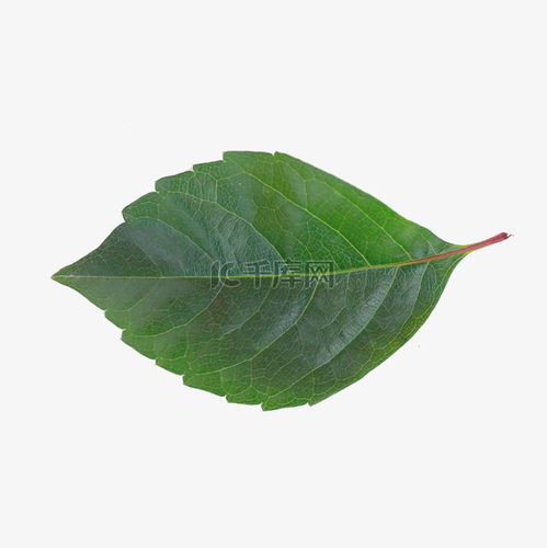 一片树叶素材图片免费下载千库网