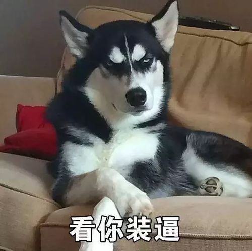有关八格牙路的表情包哈