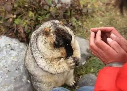  户外人应与野生动物保持何种距离
