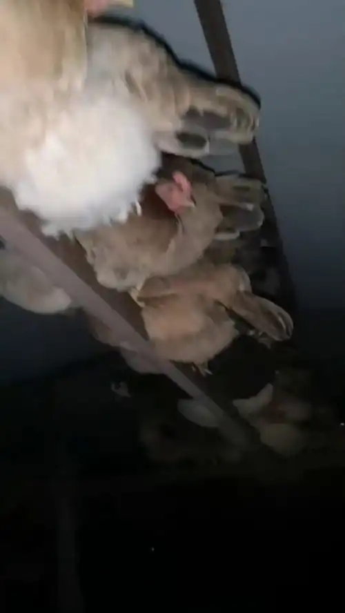  房梁上的溜达鸡