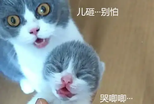  男子抓起刚出生的小猫,猫妈看到后张大了嘴快给我放下